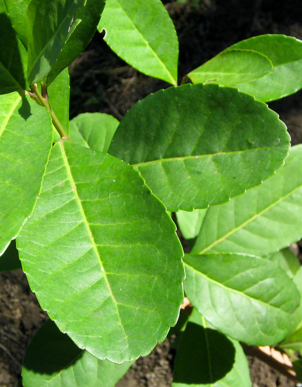 Dourados vai incentivar plantio da erva-mate Prefeitura de Dourados vai incentivar o cultivo de erva-mate. (Foto: Divulgação)
