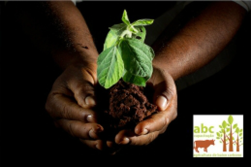 Acionar crédito do Plano ABC é a principal dificuldade dos produtores O número de projetos inscritos para o Programa ABC tem aumentando bastante desde que começaram os trabalhos realizados pela CNA a um ano e meio. Foto: Divulgação