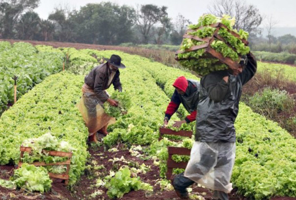 Agricultura familiar: BNDES aprova R$ 5 mi para infraestrutura Agricultura familiar aumenta em diversos Estados do Brasil. (Foto: Gazeta do Povo)