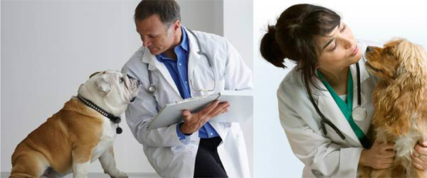 Hoje é o Dia do Médico Veterinário (Foto: Divulgação)