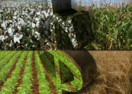 Liberações de crédito rural chegam a R$ 10,613 bilhões no primeiro mês de safra Crédito rural será liberado no começo da safra.(Foto: Divulgação)