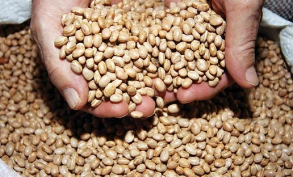 Safra de arroz e feijão terá alta de produção As produções de arroz e feijão no Brasil devem crescer, respectivamente, 3,9% e 12,5% na safra atual em relação à temporada 2011/12.