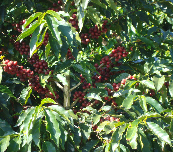 Brasil terá recorde histórico de produção de café em baixa bienalidade Brasil terá recorde histórico de produção de café. (Foto: Divulgação)