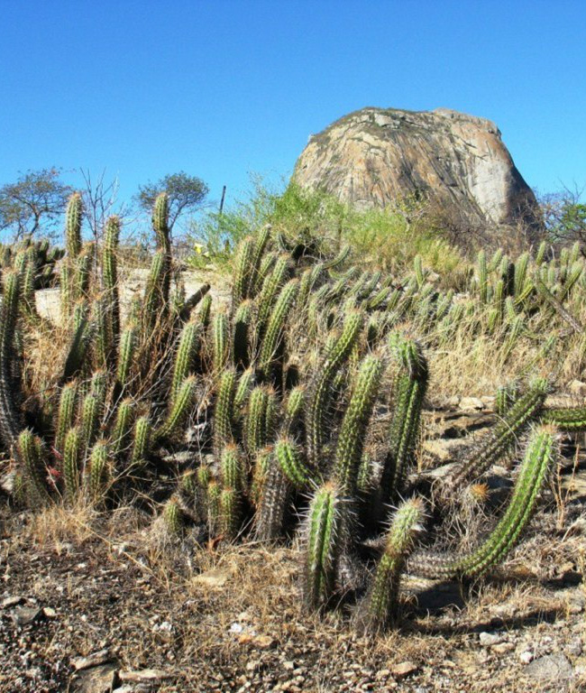Cientistas fazem projeções de clima mais quente no Brasil neste século Temperatura deverá subir em todas as regiões brasileiras, com maior gravidade no Nordeste.(Foto: Divulgação)