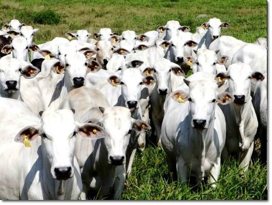 Cinco Câmaras Setoriais se reúnem nesta semana Os encontros vão ocorrer no Ministério da Agricultura, Pecuária e Abastecimento, em Brasília. Foto:Agroolhar