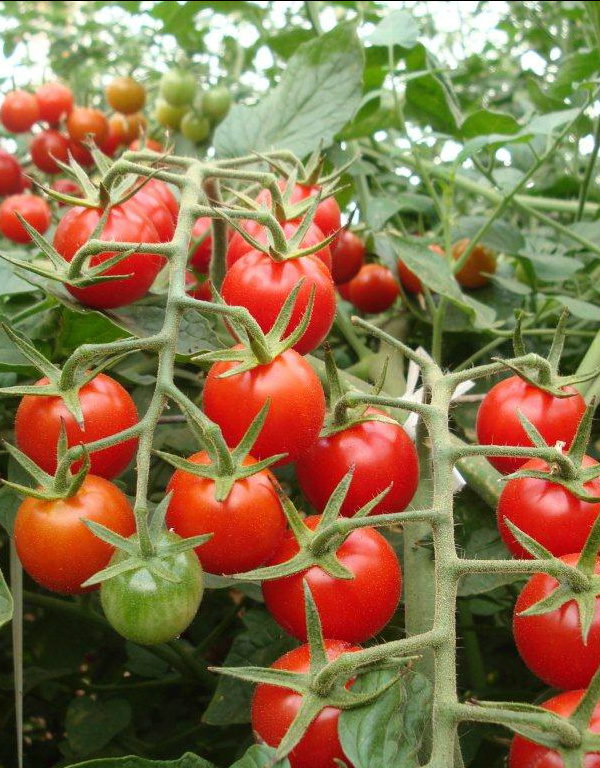 Tomate ecológico é destaque entre projetos desenvolvidos pela Embrapa Solos Tomate livre dos impactos de pesticidas são desenvolvidos pela Embrapa Solo.(Foto: Divulgaçao)