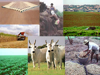 Agronegócio está em alta aumentando economia nacional. (Foto: Divulgação)