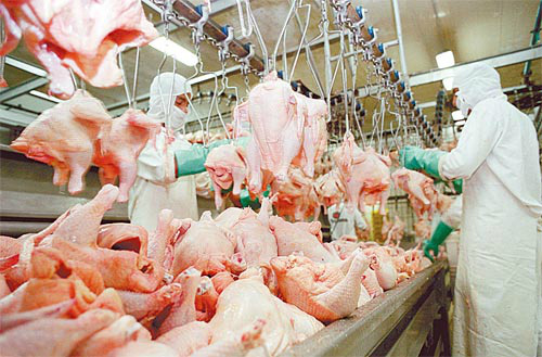 Exportações de carne de frango sobem 80% em MS No mercado interno, o preço do frango abatido começou o mês de setembro valorizado(Foto: Divulgação)
