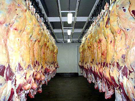Exportações brasileiras de bovinos alcança mais de US$ 4 bilhões até agosto O crescimento da exportação da carne bovina reflete na alta do setor agropecuário.(Foto:R7)
