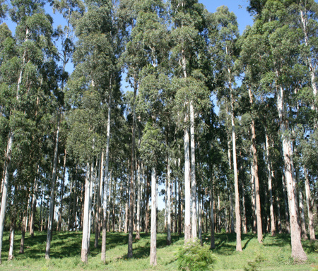 Cresce demanda por capacitação ao cultivo de eucaliptos em MS Eucalipto vira uma saída de margem alta de lucro. (Foto: Embrapa)