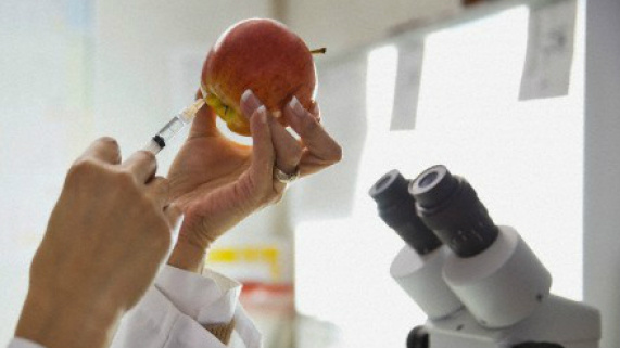 Pesquisa realizada em maça no combate contra pragas que estão presentes em pomares da fruta. (Divulgação)