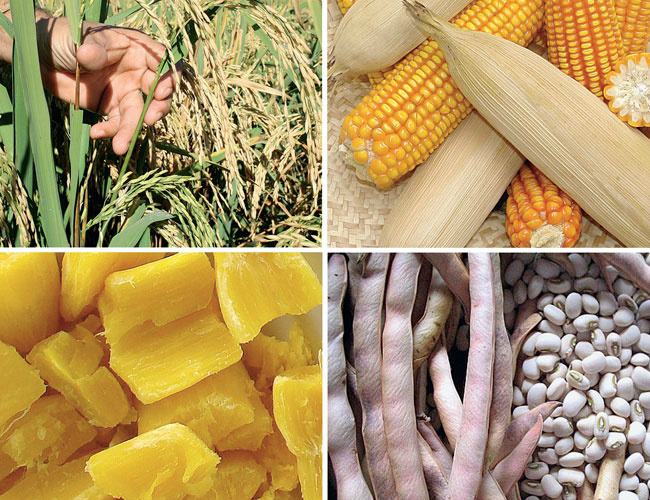 MELHORAR PLANTAS PARA MELHORAR DIETAS: A BIOFORTIFICAÇÃO! MELHORAR PLANTAS PARA MELHORAR DIETAS: A BIOFORTIFICAÇÃO!