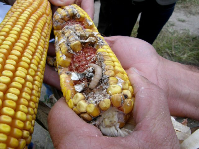 MS recebe campanha da Abrasem sobre práticas de manejo nas lavouras de milho Bt Praga que afeta a plantação de milho. (Foto: Divulgação)