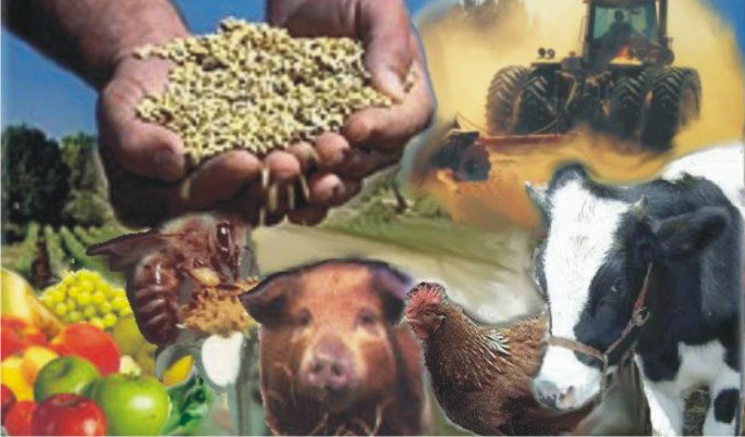 Indústrias do setor investem US$ 250 mi para elevar produção Indústrias do setor agropecuário tem alta no ano de 2013. (foto: Divulgação)