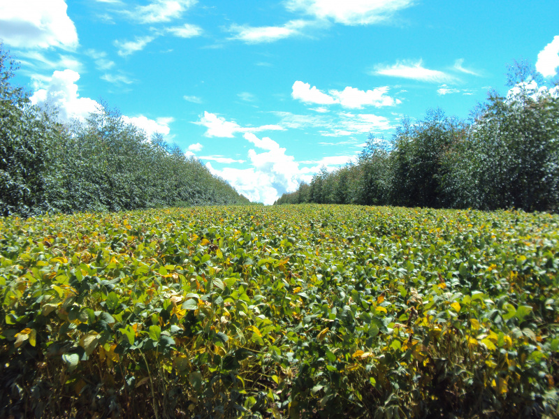 Grãos e eucalipto invadem área de pastagem da Capital Região da capital está aproveitando a demanda mundial dos produtos para produção de soja e eucalipto. (Foto: Divulgação)