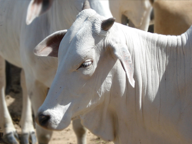 Câmara da Carne se reúne nesta terça-feira Câmara Setorial da Cadeia Produtiva da Carne Bovina se reunira para melhorias em programas e produtos. (Foto: Divulgação)