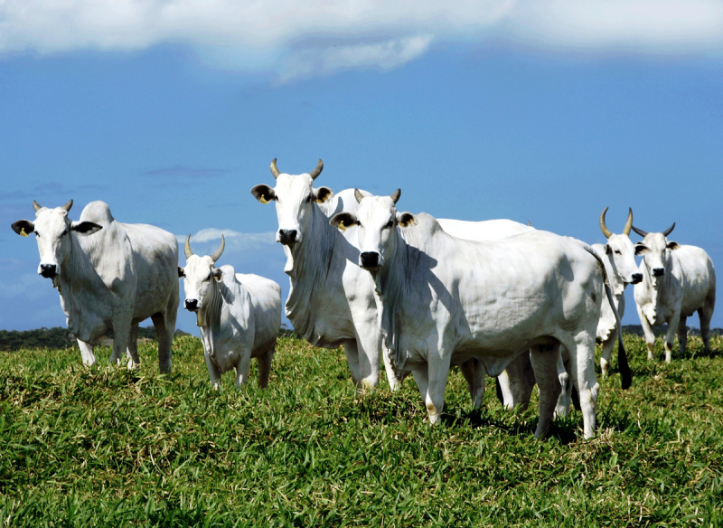 Pecuária provoca 14,5% de todas as emissões de gases de efeito estufa Pecuária é a grande vilã do aquecimento global, segundo relatório divulgado pela FAO. (Foto: Divulgação)