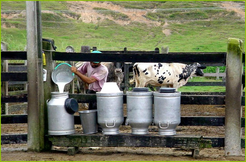 Plano Mais Pecuária vai incentiva produção de carne e leite Produção de leite será incentiva por meio do programa Mais Pecuária do governo federal. (Foto: Divulgação)