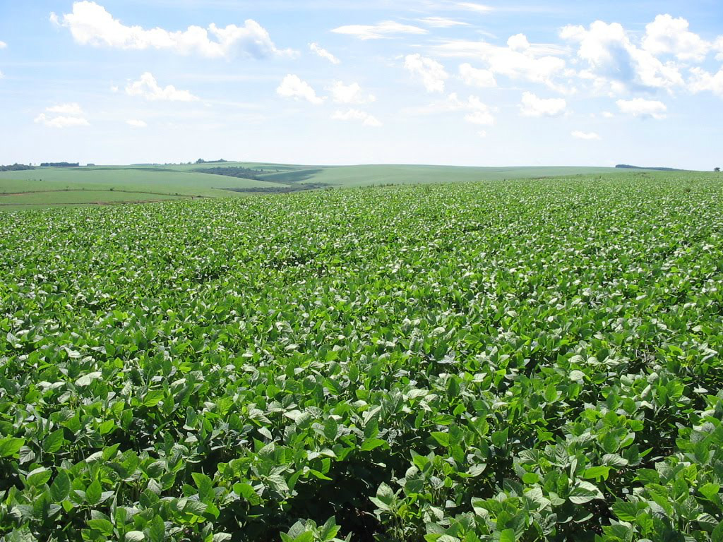 Agricultura extensiva terá crédito de R$ 23,7 bilhões para o plantio da safra 2013/2014. (Foto: Divulgação)