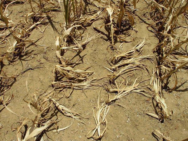 Incertezas sobre safra americana e cãmbio elevam em 7% estimativa do VBP para 2013 O impacto do clima desfavorável prejudica a safra americana que faz o pais sofrer. (Foto: Divulgação)