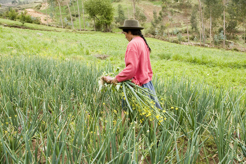 Agricultura familiar vira solução para as famílias e os países. (Foto: Divulgação)