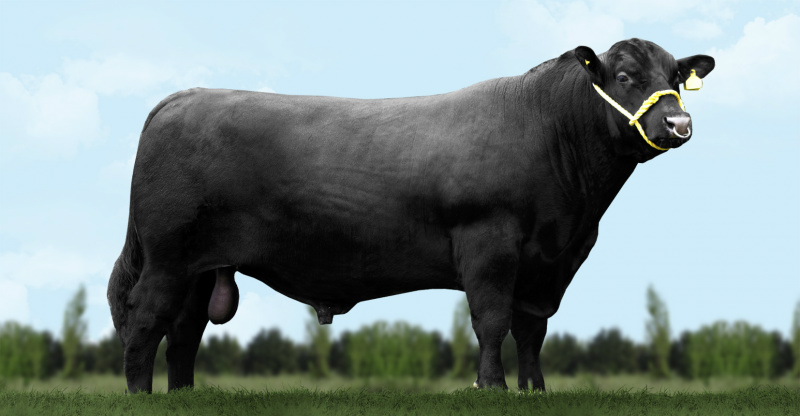 Novos touros na bateria genética da Araucária Magnun - aberdeen angus. (Foto: Divulgação)