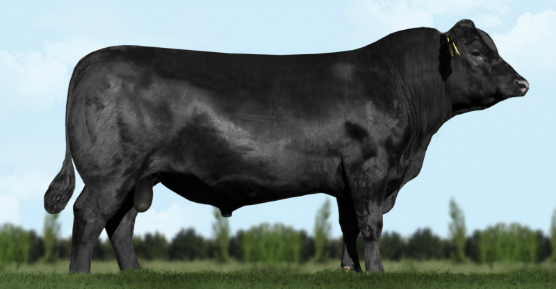 Novos touros na bateria genética da Araucária Total - aberdeen angus (Foto: Divulgação)