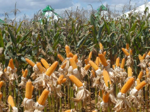 Mais de 400 mil pequenos criadores adquiriram milho do Vendas em Balcão este ano Foto: Divulgação