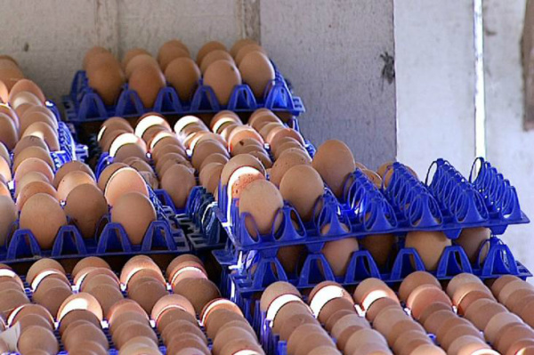 Consumidores sentem no bolso as altas nos preços dos ovos Alta nas cotações do milho e da soja encareceram o custo da ração das aves. Foto: Reprodução / Canal Rural