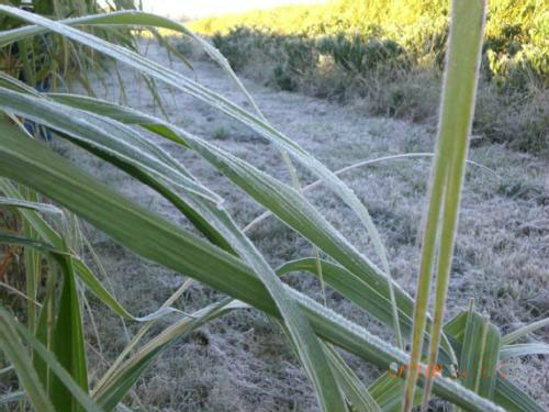 Geadas reduzem produção de açúcar em 22% e compromete três safras Geadas afetam a cana-de açúcar.Foto: Divulgação