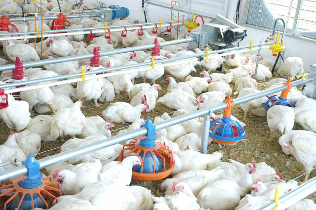 Avimasul promove reunião com avicultores integrados em Dourados Foto: Divulgação