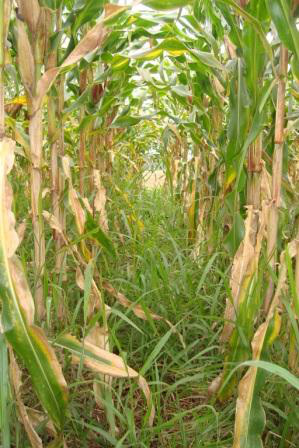 o milho é cultivado em mais de 7 milhões de hectares, com produtividade média de 4.500 kg. Foto: Divulgação