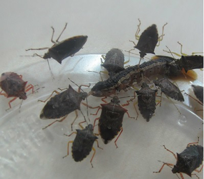 Podisus nigrispinus se alimentando da lagarta-do-cartucho. (Spodoptera frugiperda. Foto: Divulgação