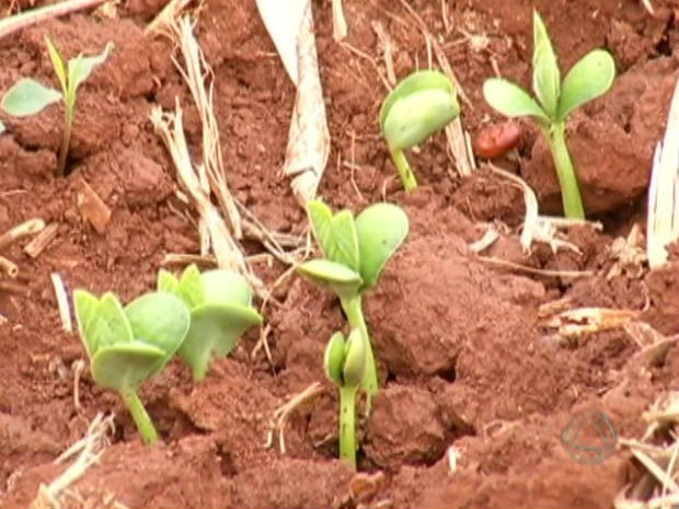Plantio em MS aumenta conforme a demanda nacional. Fonte: Divulgação