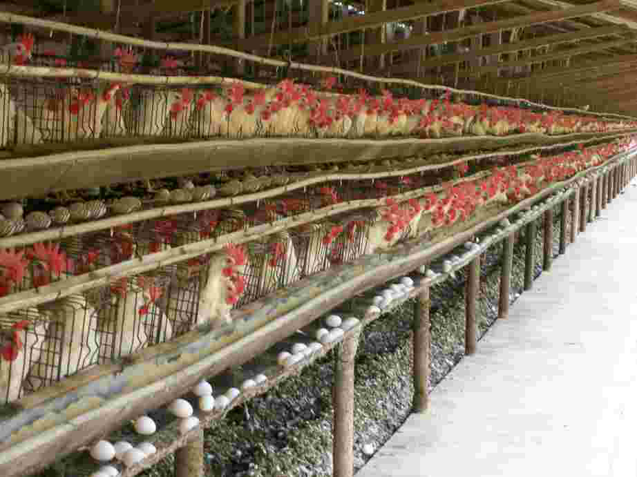Granjas estão com alta produção de ovos no Brasil. Foto: Divulgação