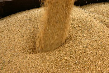 Farelo de soja é o um dos principais produtos para alimentação para de frangos. Foto: Divulgação