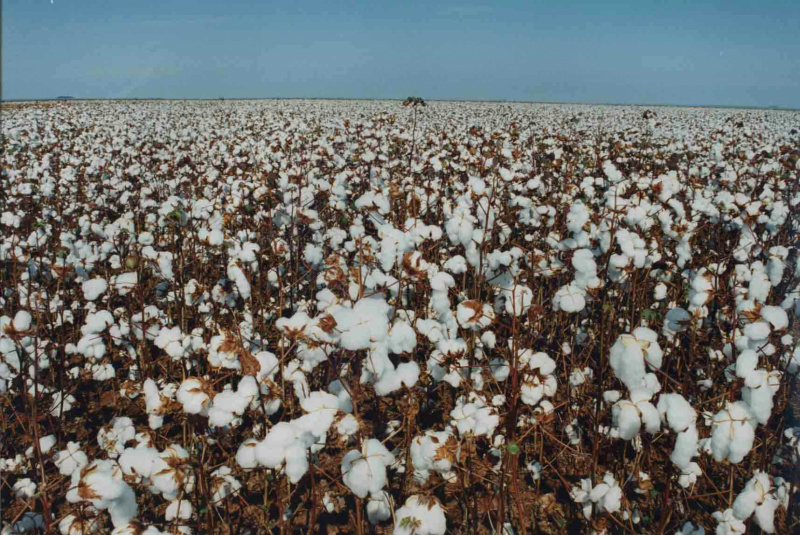 Indicador do algodão recupera perdas de setembro algodão tem alta e acalma produtores. Foto: Divulgação