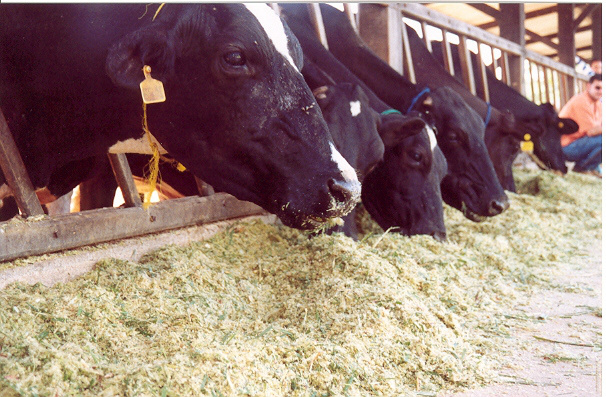 Oferta do milho contribui para estabilização dos custos da pecuária de leite ração concentrada da dieta das vacas leiteira, apresenta alta concentração de farelo milho. Foto: Divulgação