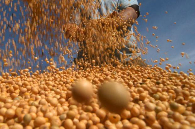 Soja produzida no Brasil está presente no mundo inteiro, sendo o maior produtor desse ano. Foto: Divulgação