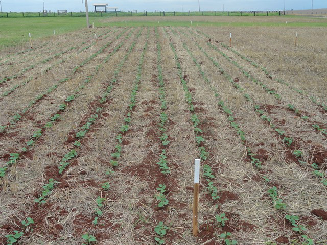 Cultivo de soja para Showtec 2014. Foto: Fundação MS.