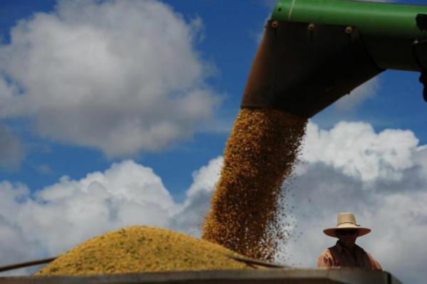 Alta de até 50% no valor do frete prejudica cadeia produtiva da soja e do milho Alta representa cerca de R$ 60,00 a mais por tonelada de soja que sai do Centro-Oeste.Foto: Mauro Vieira / Agencia RBS