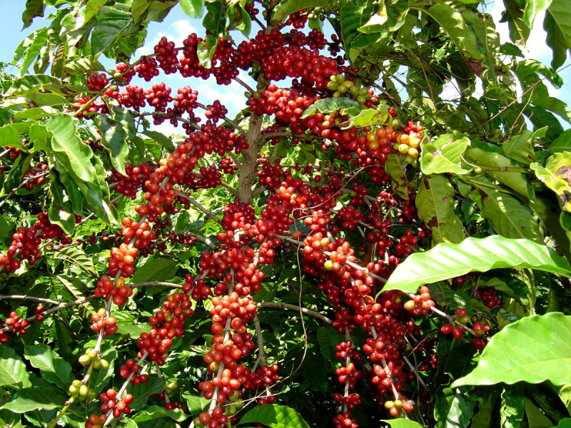 Queda de 30% nos preços do café reduz ritmo de venda do produto Produção e venda do café tem grande baixa na safra atual. Foto: Divulgação