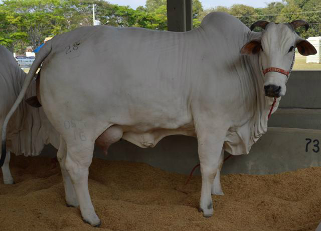 Aquecimento da demanda leva preço do leite em MS a alta de 28% O preço do leite pago ao produtor de Mato Grosso do Sul mantém trajetória positiva ao longo deste ano, apresentando valorização contínua desde fevereiro de 2013. Foto: Divulgação