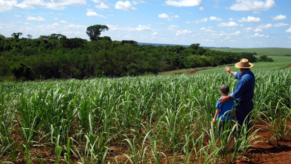 Sucessão familiar no agro deve ser alicerçada em 4 pilares, aponta especialista Começa desde cedo a aplicação dos 4 pilares para o sucesso da sucessão familiar. Foto: Divulgação