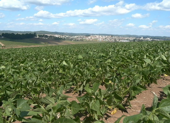 Cultivares de feijão BRS Embrapa atendem produtores de todo o país Produtores brasileiros iniciam o plantio do feijão da primeira safra. Foto: Divulgação