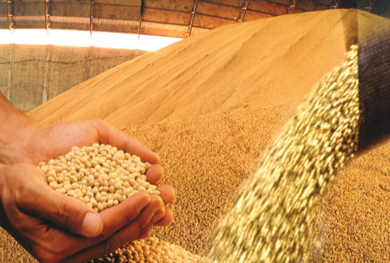 Baixo volume no estoque de soja faz diminuir exportações A alta produção da soja e a baixa exportação do produto marcarão esse mês. Foto: Divulgação
