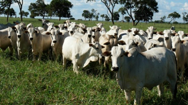 Foto: Famasul