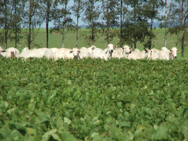 Especialistas e produtores debatem integração da lavoura com a pecuária A integração de lavoura e pecuária pode ser um grande passo para a sustentabilidade no agronegócio. Foto: Divulgação