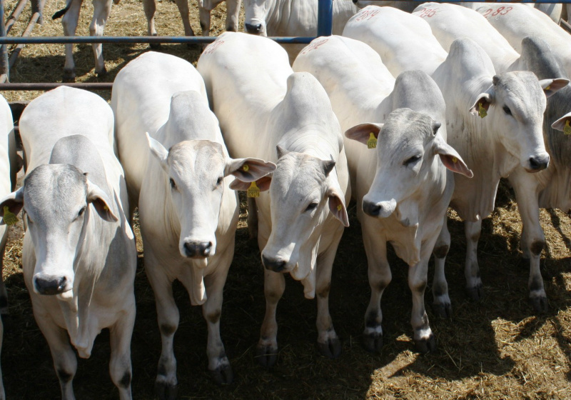 Tourinhos Nelore com CEIP CFM. Foto: Divulgação