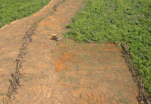 Operação Onda Verde bloqueia mais de 3,7 mil hectares de terra na Amazônia Equipes ambientais fiscalizam desmatamento ilegal na Amazônia.Foto: Divulgação